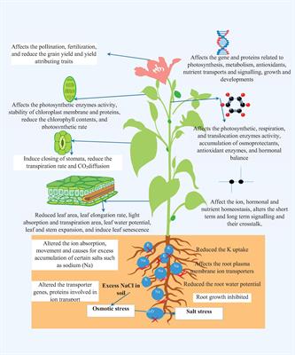 Crucial Cell Signaling Compounds Crosstalk and Integrative Multi-Omics Techniques for Salinity Stress Tolerance in Plants